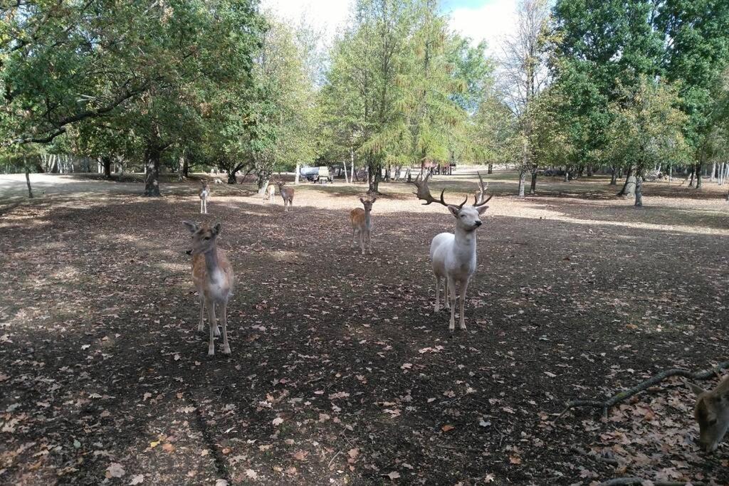 Rietschen, Natur Erleben Екстериор снимка